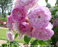 Rambling rose Laure Davoust
