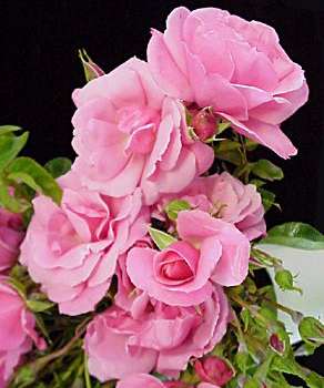 rose scent