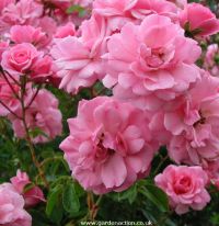 Bonica Shrub rose