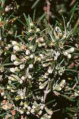 picture of the herb rosemary