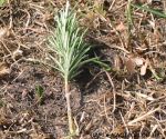 Rosemary cutting stripped of leaves