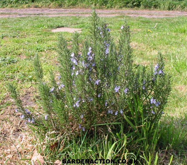 What Does Rosemary Herb Look Like