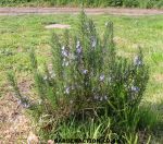 A rosemary plant used for cuttings