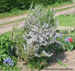 Rosemary plant tied in