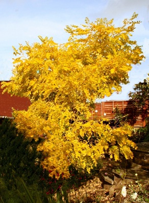 Robinia Tree