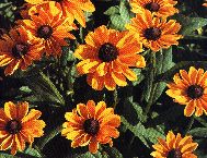 picture of Rudbeckia Hirta Marmalade