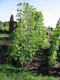 Runner beans cane supports