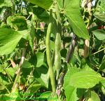 Runner Beans growing.