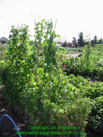 Runner beans wigwam support