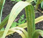 Garlic leaves badly affected. Click picture to enlarge.