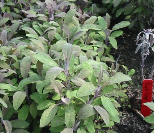 Purple sage click to enlarge picture violet sage wedding