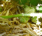 Straw under developing strawberries