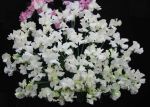 Sweet Pea Jilly. Click picture to enlarge