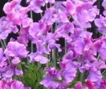 Sweet pea variety Richard and Judy. Click to enlarge.