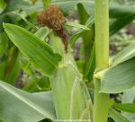 Ripe tassles on sweet corn