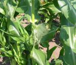 Sweetcorn with immature tassles