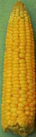 picture of Sweet Corn variety Kelvedon Sweetheart