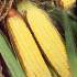 Sweet Corn picture - variety Sundance