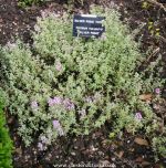 Silver Posie thyme picture