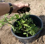 Sprinkle compost into the pot