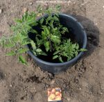 Firm down the compost and water with tomato fertiliser.