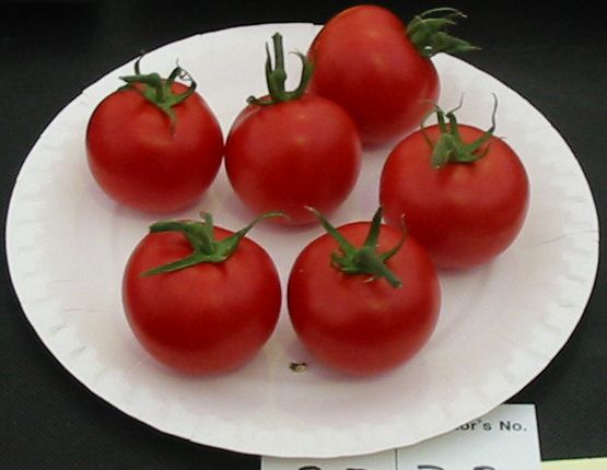 Tomato Choice