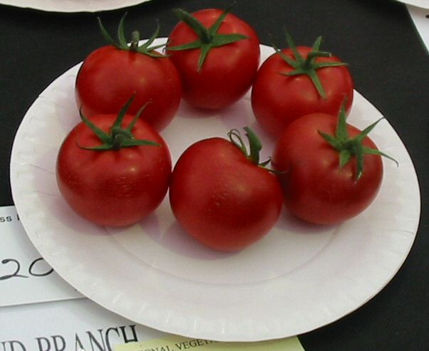 Tomato Classy