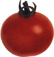 Picture of Tomato variety Gardeners delight