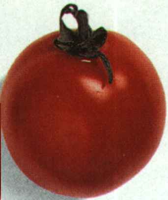 varieties of tomatoes. Varieties Of Tomatoes