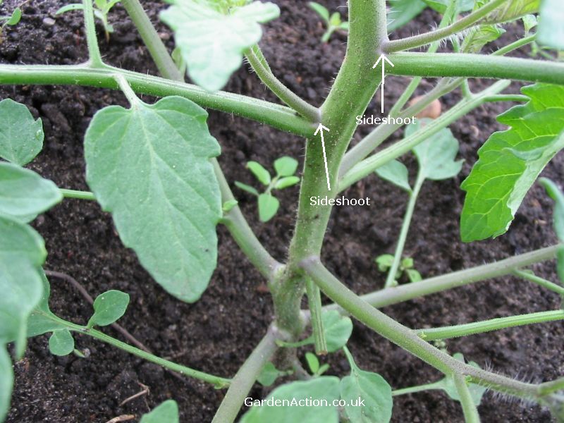 How to prune tomatoes in the UK, with pictures.