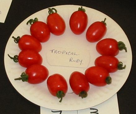 Tomato Tropical Ruby picture