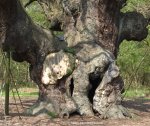 The trunk of the Major Oak, click to enlarge picture