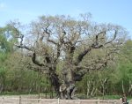 Major Oak Tree in Sherwood Forest, Nottingham