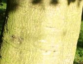 The bark of the Caost Live Oak