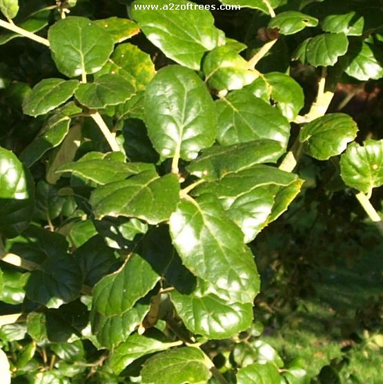 Uk Tree Leaf Identification Chart