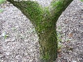 Bark of quercus brantii