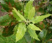 Immature leaf of Brant's Oak / quercus brantii