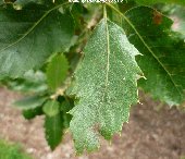 Mature leaf of quercus brantii