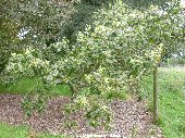 Outline of Brant's Oak /quercus brantii