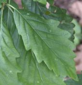 Leaf from quercus canariensis known as Mirbeck's Oak