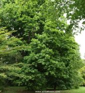 Picture of Mirbeck's Oak Tree (quercus canariensis)