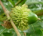 Acorn of the Turkey Oak (quercus cerris)