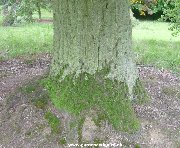 Trunk of Turkey Oak (quercus cerris)