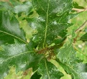 Groupe leaves of Turkey Oak