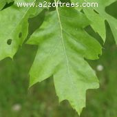 Picture of a leaf from quercus coccinea (Scarlet Oak)