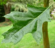 Leaf of Northen Pin Oak (quercus ellipsoidalis)