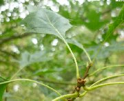 Leaf and stems of Northern Pin Oak (quercus ellipsoidalis)