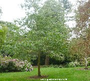 Northen Pin Oak (quercus ellipsoidalis)