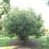 Quercus glauca, Japanese Blue Oak tree pictures