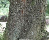 Bark of the Holm or Holly oak tree